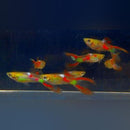 Coachella Valley Aquatics Red Lyretail Breeding Pair