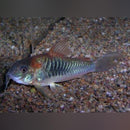 Coachella Valley Aquatics Red Sailfin Corydora