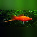 Coachella Valley Aquatics Red Velvet SwordTail