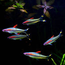 Coachella Valley Aquatics Roseline Shark/Dension