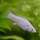Coachella Valley Aquatics Silver Molly