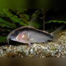 Coachella Valley Aquatics Skunk Cory