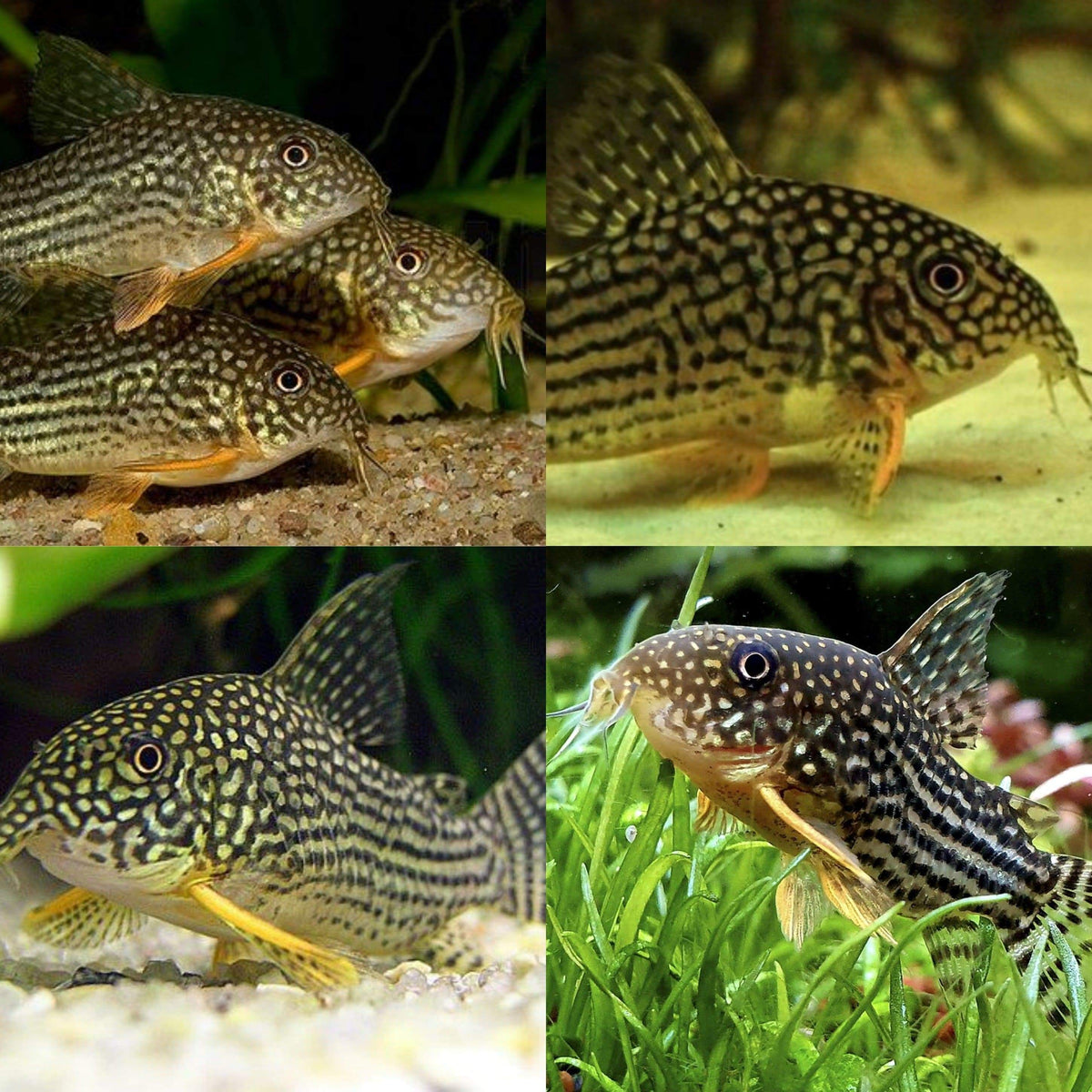 Foto De Cory Catfish Corydoras Sterbai Sterbai Sterbas Cy Fish E Mais