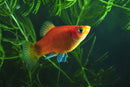Coachella Valley Aquatics Sunkist Platy