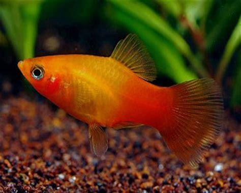 Red Body Variatus Red Tail Variatus