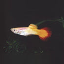 Coachella Valley Aquatics Tequila Sunrise Breeding Pair