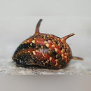 Coachella Valley Aquatics Tri Color Thorny Snail