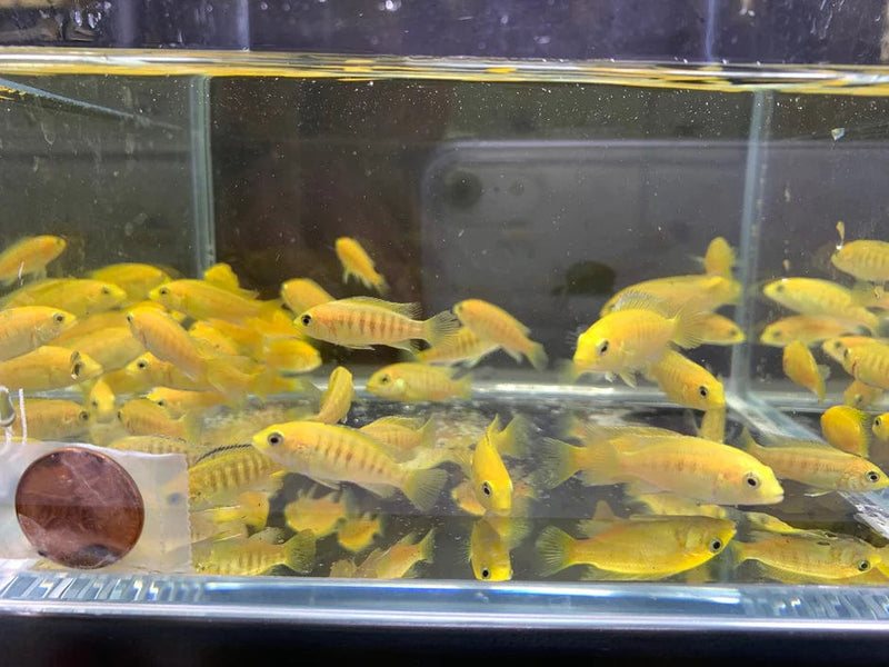 Coachella Valley Aquatics Yellow Labidochromis