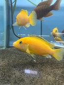 Coachella Valley Aquatics Yellow Labidochromis