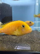 Coachella Valley Aquatics Yellow Labidochromis